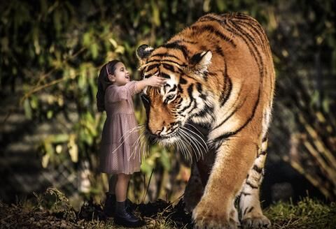 Los del Gato Fotógrafos - tigre.jpg